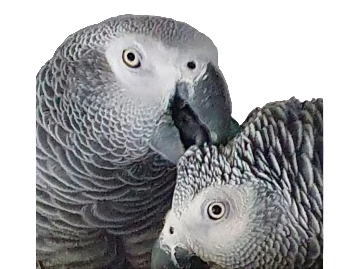 Kaffeetasse Gismo & Julchen 2 Limitierte Auflage