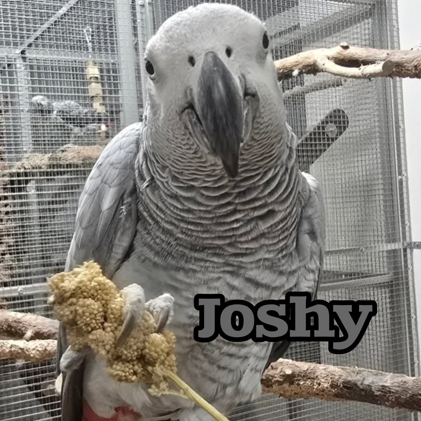 Kaffeetasse Joshi Papageienwerkstatt