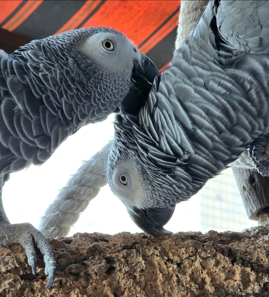 Kaffeetasse " Liebe "Gismo & Julchen  2025 Kollektion