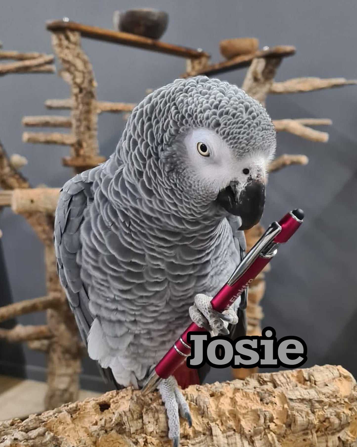 Kaffeetasse Josie Papageienwerkstatt