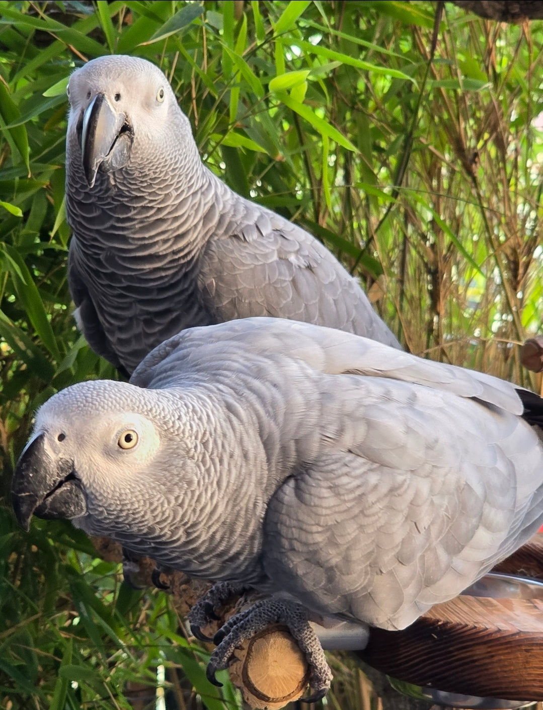 Kaffeetasse " Neugierig "Gismo & Julchen  2025 Kollektion