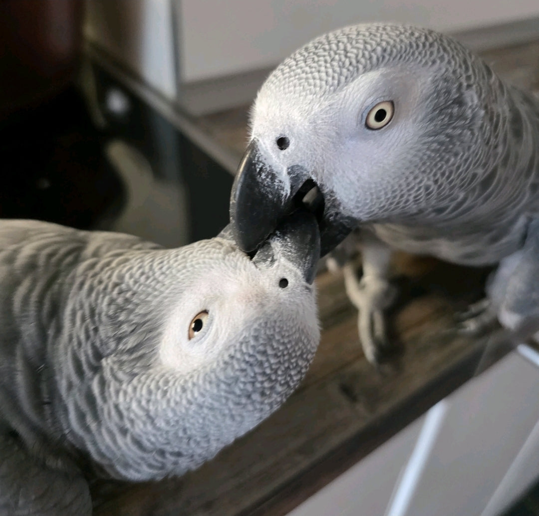Kaffeetasse " Küsschen"Gismo & Julchen  2025 Kollektion
