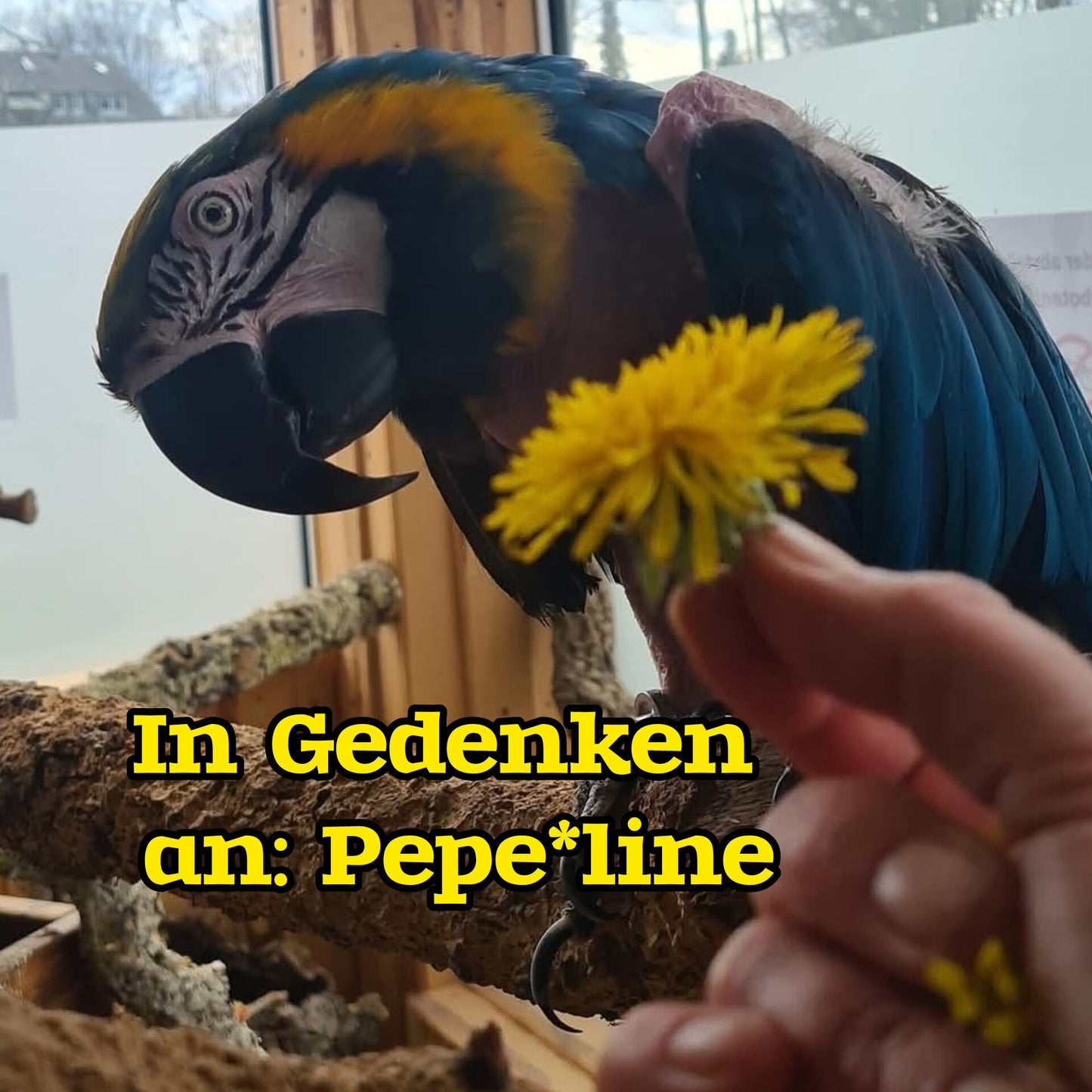 Kaffeetasse Pepe*line Papageienwerkstatt