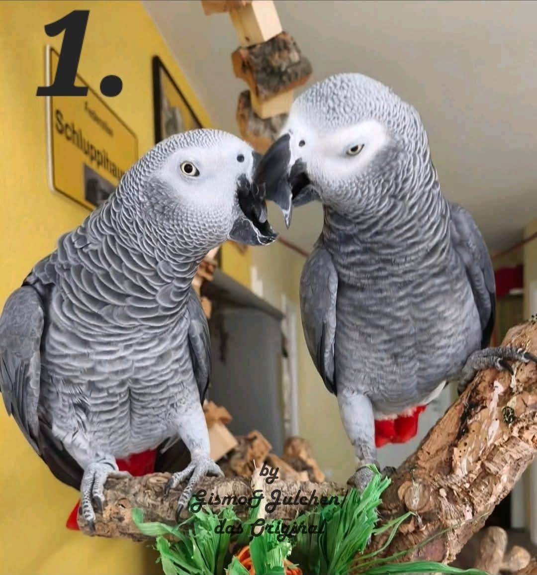 Gismo & Julchen Puzzle in 5 Varianten